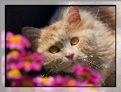 Spojrzenie, Rozmycie, Kot, Kwiaty