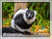 Spojrzenie, Lemur