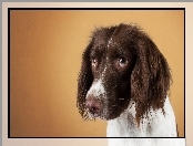 Spojrzenie, Springer Spaniel, Smutne