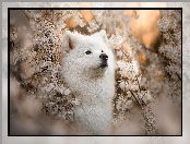 Kwiaty, Spojrzenie, Wiosna, Pies, Samojed