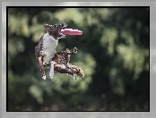 Sportowe, Frisbee, Border Collie, Zawody