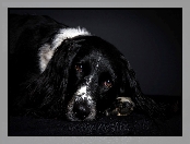 Springer spaniel, Oczy, Angielski, Smutne