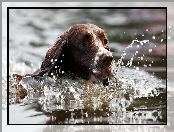 Springer spaniel angielski, Kąpiel