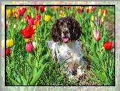 Springer spaniel angielski, Tulipany