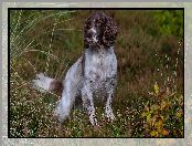 Springer spaniel angielski, Pies, Biało-brązowy