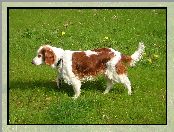 Springer spaniel walijski, trawa, duży, soczysta