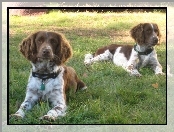 Springer spaniel angielski, dwa, leżące