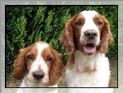 Springer spaniel walijski, dwie, mordki