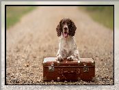 Springer spaniel angielski, Droga, Pies, Walizka