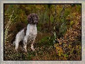 Springer spaniel angielski, Jesień, Pies, Roślinność