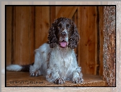 Springer spaniel angielski, Jęzor, Pies, Mordka