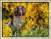 Springer spaniel angielski, Kwiaty, Pies, Żółte