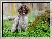 Springer spaniel angielski, Mech, Pies, Trawa