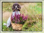 Springer spaniel angielski, Wrzosy, Pies, Koszyk