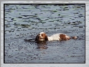 Springer spaniel walijski, woda, płynący, kij