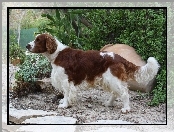 Springer spaniel walijski, kaktus