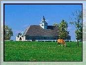Pastwisko, Stadnina, Koni