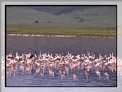 stado, jezioro, Flamingi, woda