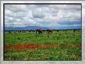 Kenia, Stado, Słoni