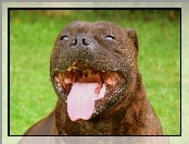 Staffordshire Bull Terrier, pysk, język