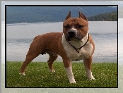 Staffordshire Terrier