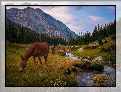 Stany Zjednoczone, Lostine River, Góry, Stan Oregon, Drzewa, Rzeka, Wallowa Mountains, Konie