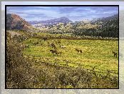 Stany Zjednoczone, Konie, Farma, Stan Wyoming, Hrabstwo Teton, Red Hills Ranch, Pastwisko, Góry