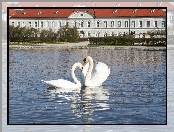 Łabędzi, Staw, Para