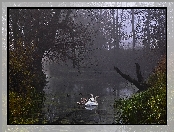 Staw, Rogaliński Park Krajobrazowy., Łabędzie, Mgła