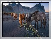 Piasek, Góry, Konie, Islandia, Ciemny, Góra Vestrahorn, Plaża Stokksnes