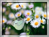 Białe, Bielinek, Przymiotno, Motyl