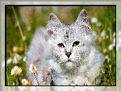 Stokrotki, Łąka, Kot Maine coon