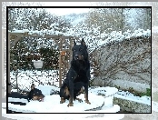 stół, śnieg, Owczarek francuski Beauceron, krzesła