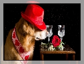 Czarne tło, Kapelusz, Pies, Róża, Kieliszki, Golden Retriever, Stolik