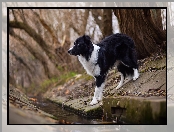 Strumyk, Border collie, Koryto, Pies