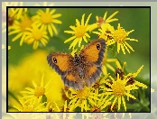 Strzępotek ruczajnik, Kwiaty, Motyl, Żółte