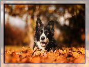 Suche, Bokeh, Border collie, Liście