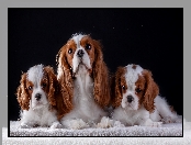 Ciemne tło, Koc, Szczenięta, Cavalier king charles spaniel, Suczka