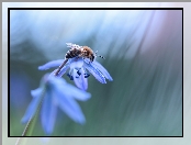Cebulica syberyjska, Pszczoła