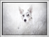 Szadź, Trawy, Border collie, Rośliny
