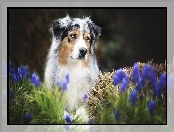 Szafirki, Owczarek australijski, Australian shepherd