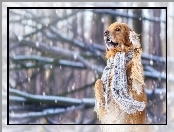 Szalik, Pies, Golden retriever