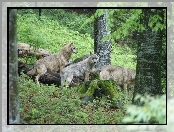 Las, Szare, Wilki