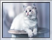 Biało-szary, Młody, Ragdoll, Kot