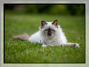 Trawnik, Biało‑szary, Kot ragdoll