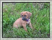 szceniak, trawa, słodki, Rhodesian ridgeback