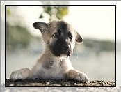 Bullmastiff, Szczeniaczek, Łapki