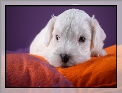 Szczeniaczek, Kanapa, Słodki, Sealyham terrier