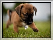 Bullmastiff, Szczeniaczek, Trawa