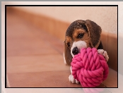 Zabawka, Szczeniaczek, Beagle
